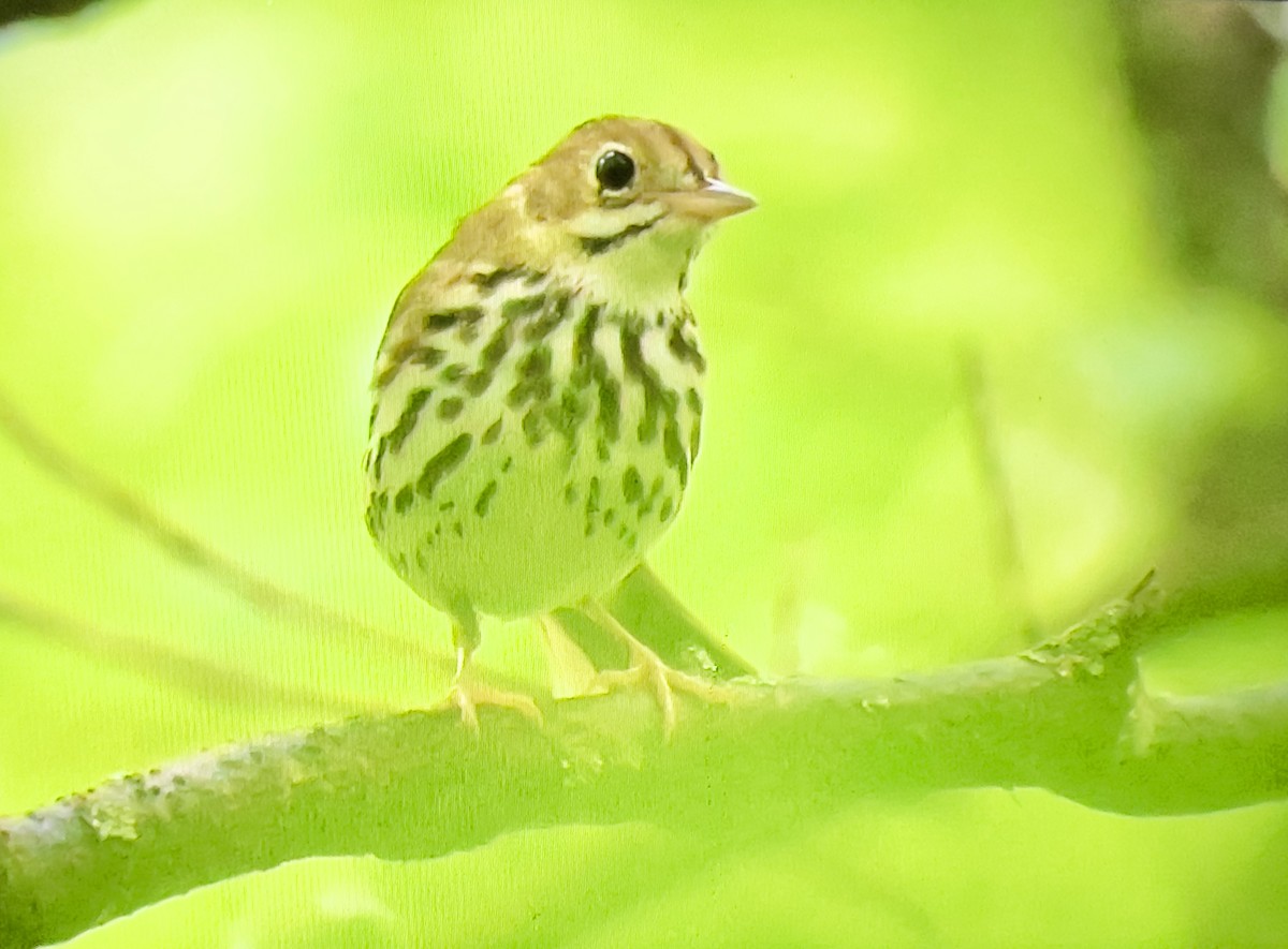 Ovenbird - Always An Adventure Inc. Team