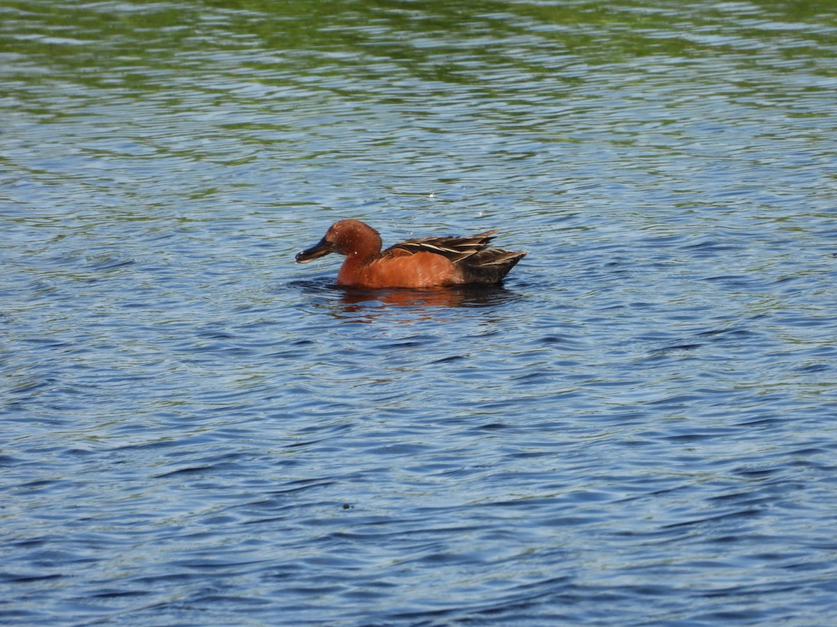 Cinnamon Teal - Cameron Laubach