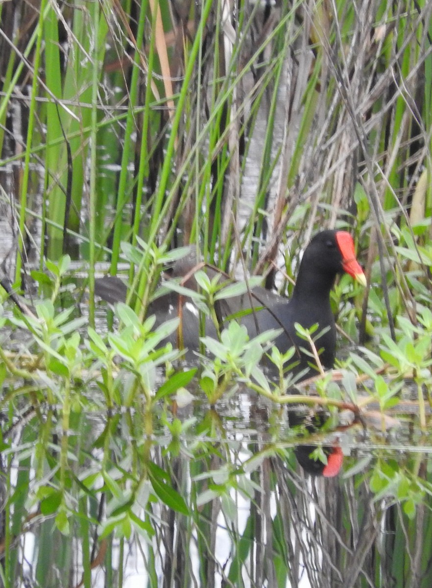 Common Gallinule - Tom Riley