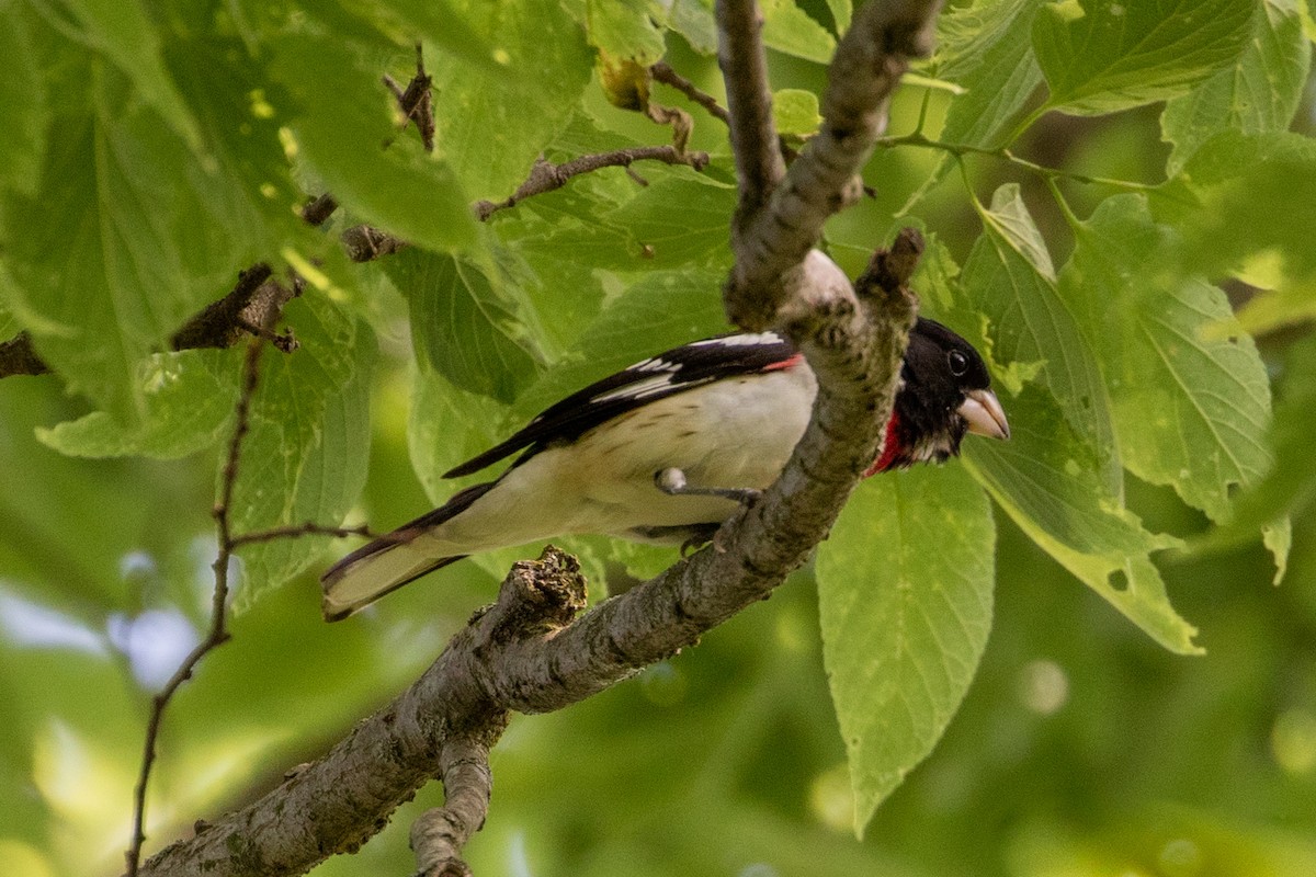 Rose-breasted Grosbeak - Camille James