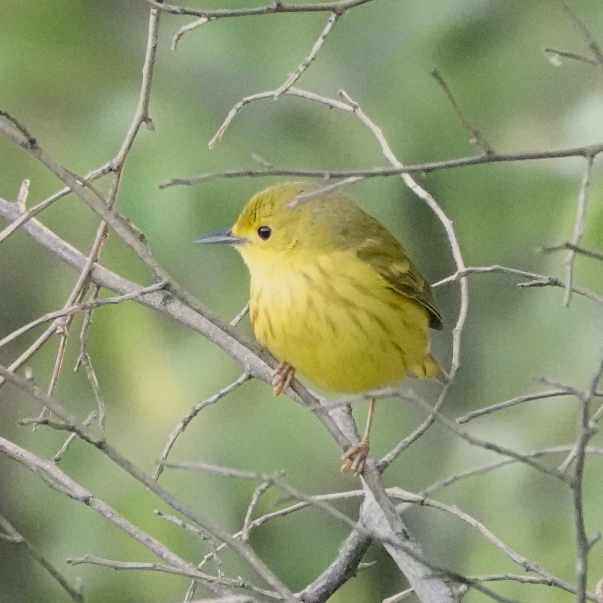 Yellow Warbler - Jana Lagan