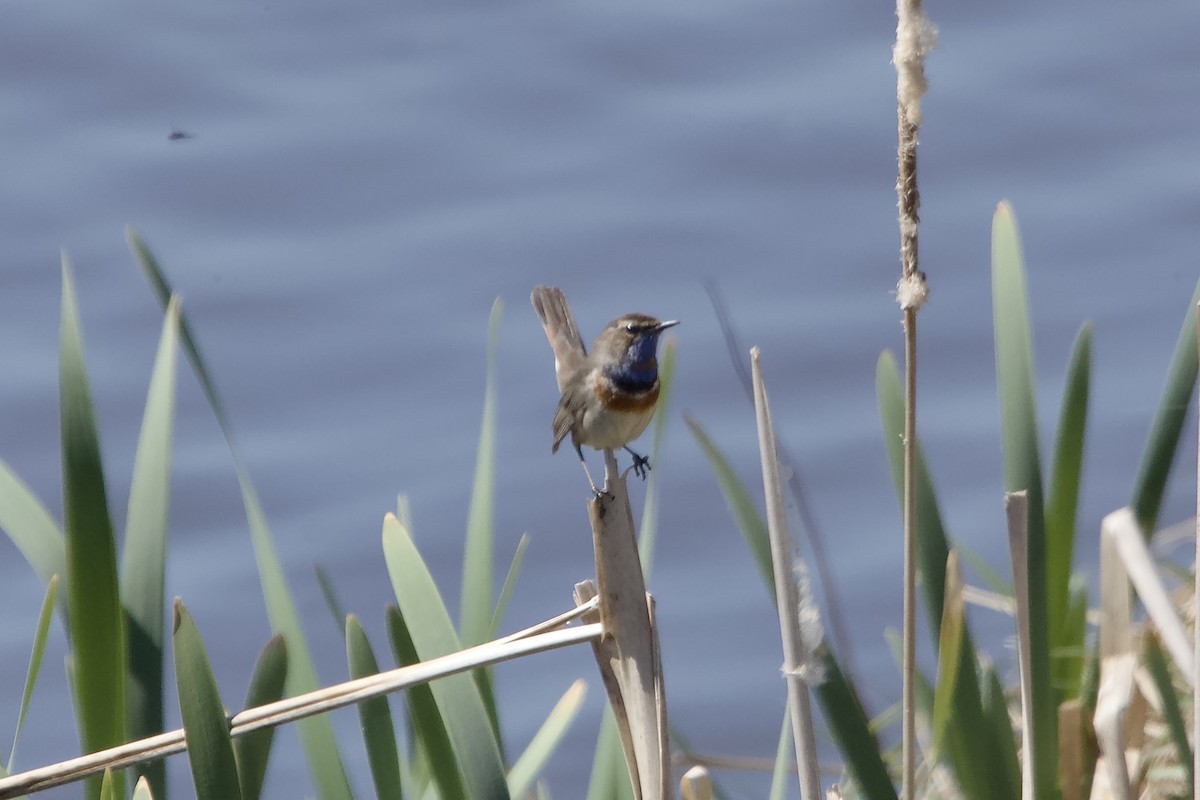 Bluethroat - Elena Popova