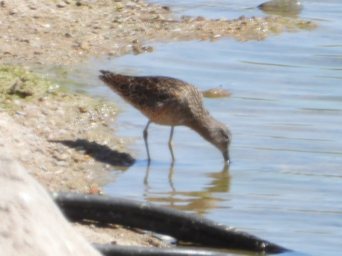 Long-billed Dowitcher - John Amoroso