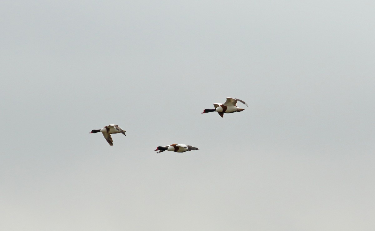 Common Shelduck - Andrew Steele