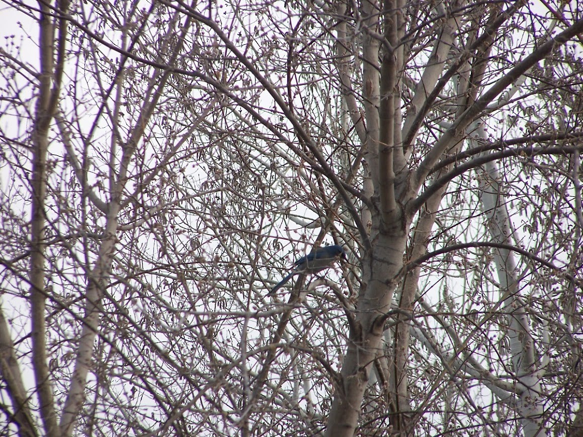 Woodhouse's Scrub-Jay - Jonathan Saluone, Junior