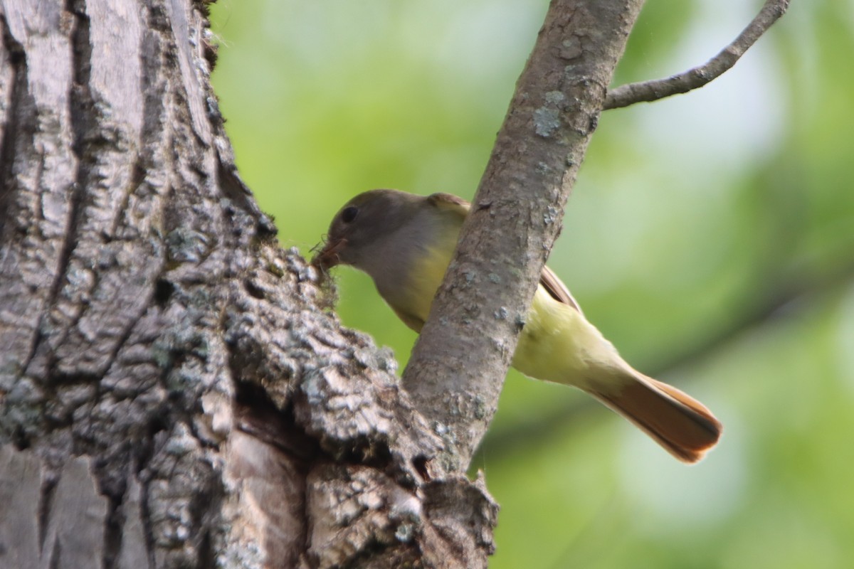 Great Crested Flycatcher - ML619401882