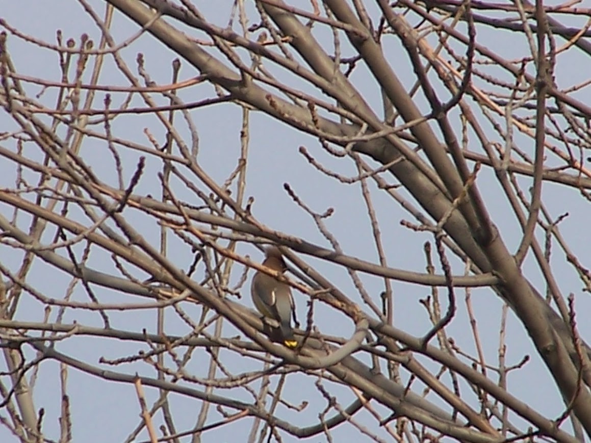 Cedar Waxwing - Jonathan Saluone, Junior