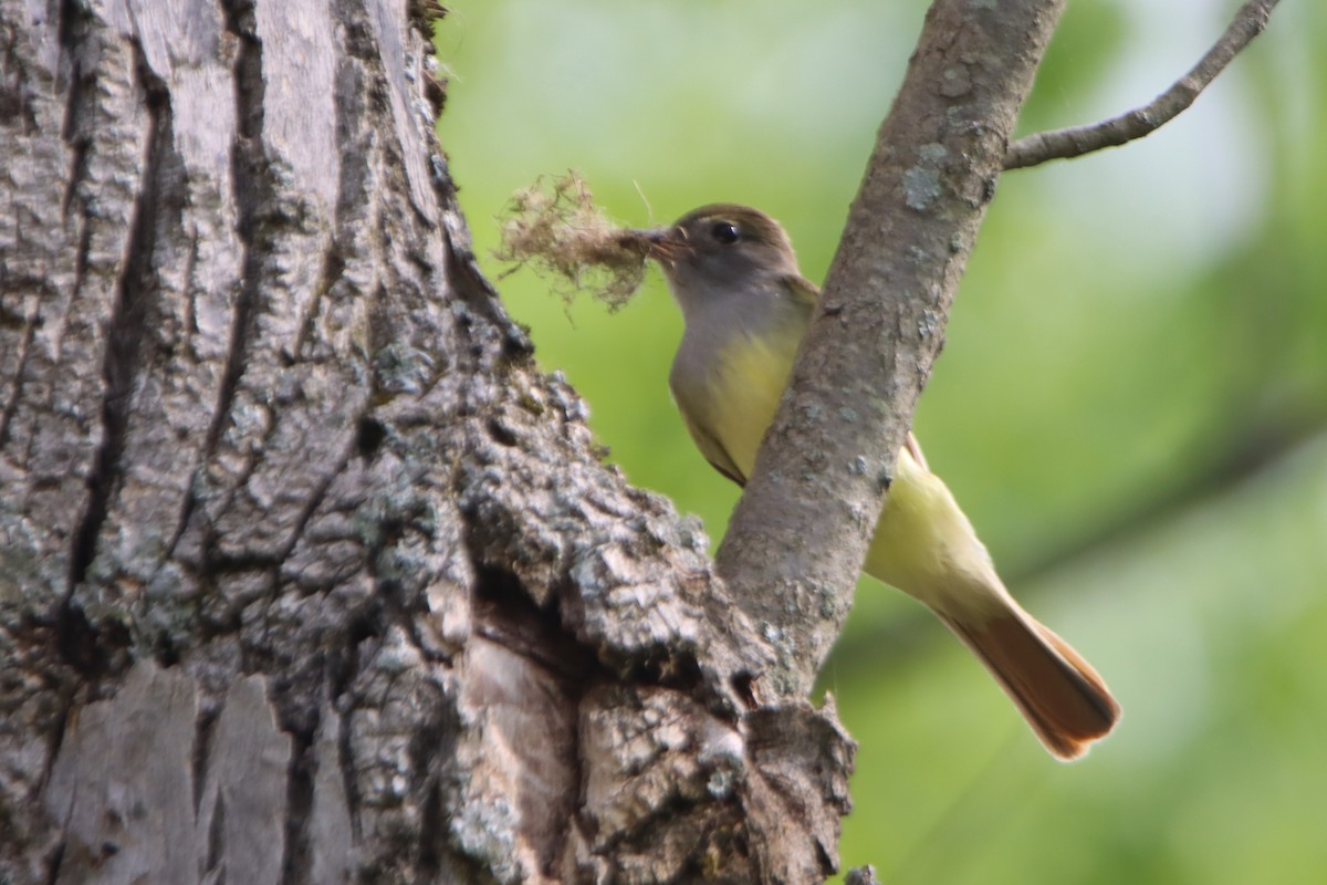 Great Crested Flycatcher - Sandy C