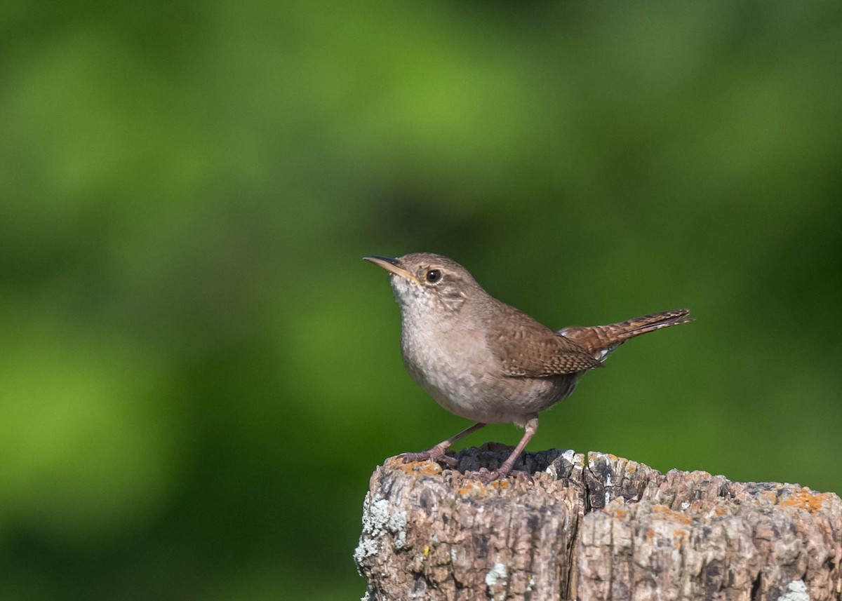 Northern House Wren - ML619401913