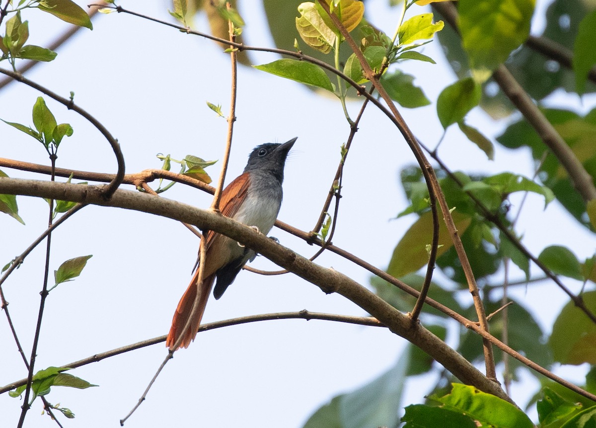 Blyth's Paradise-Flycatcher (Blyth's) - ML619401914