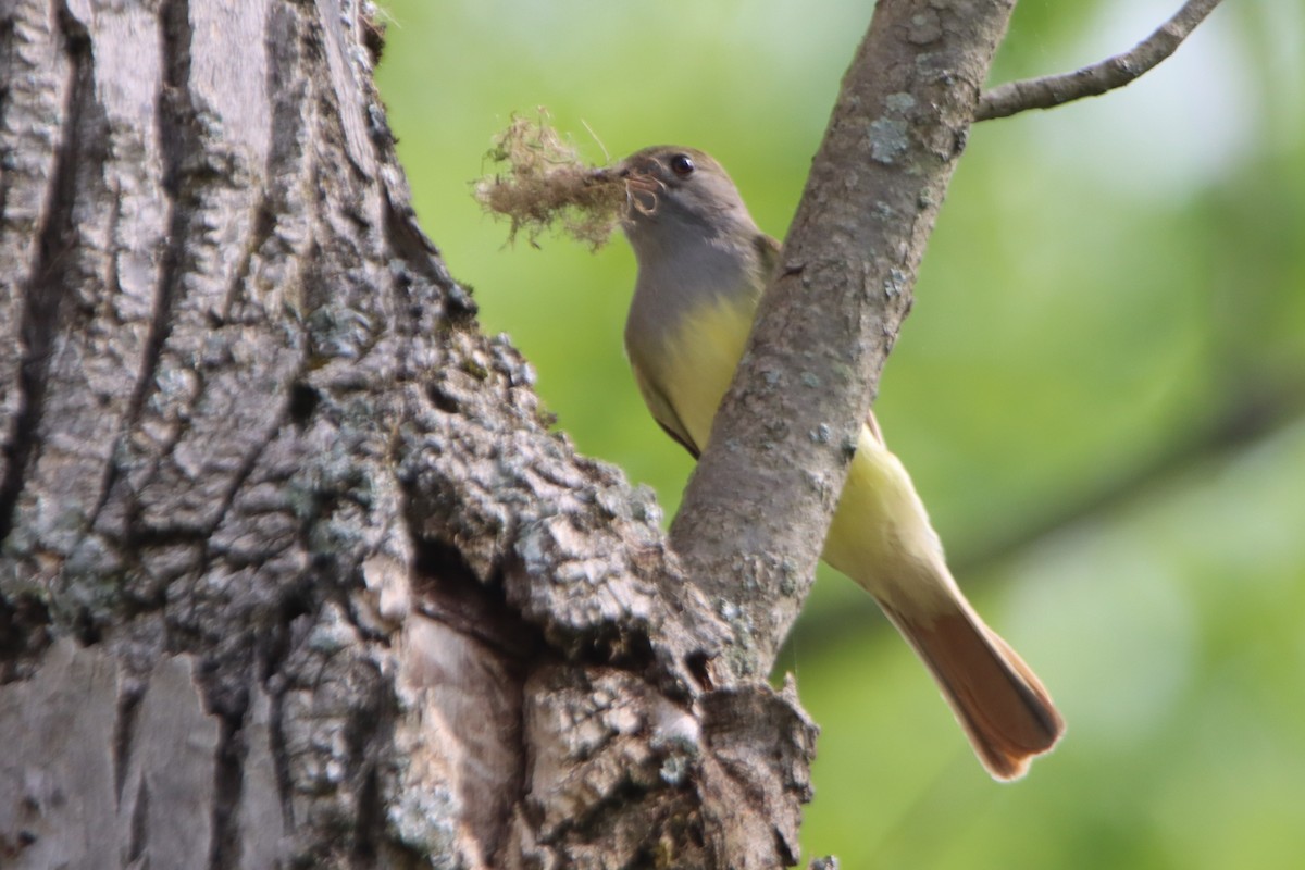 Great Crested Flycatcher - Sandy C