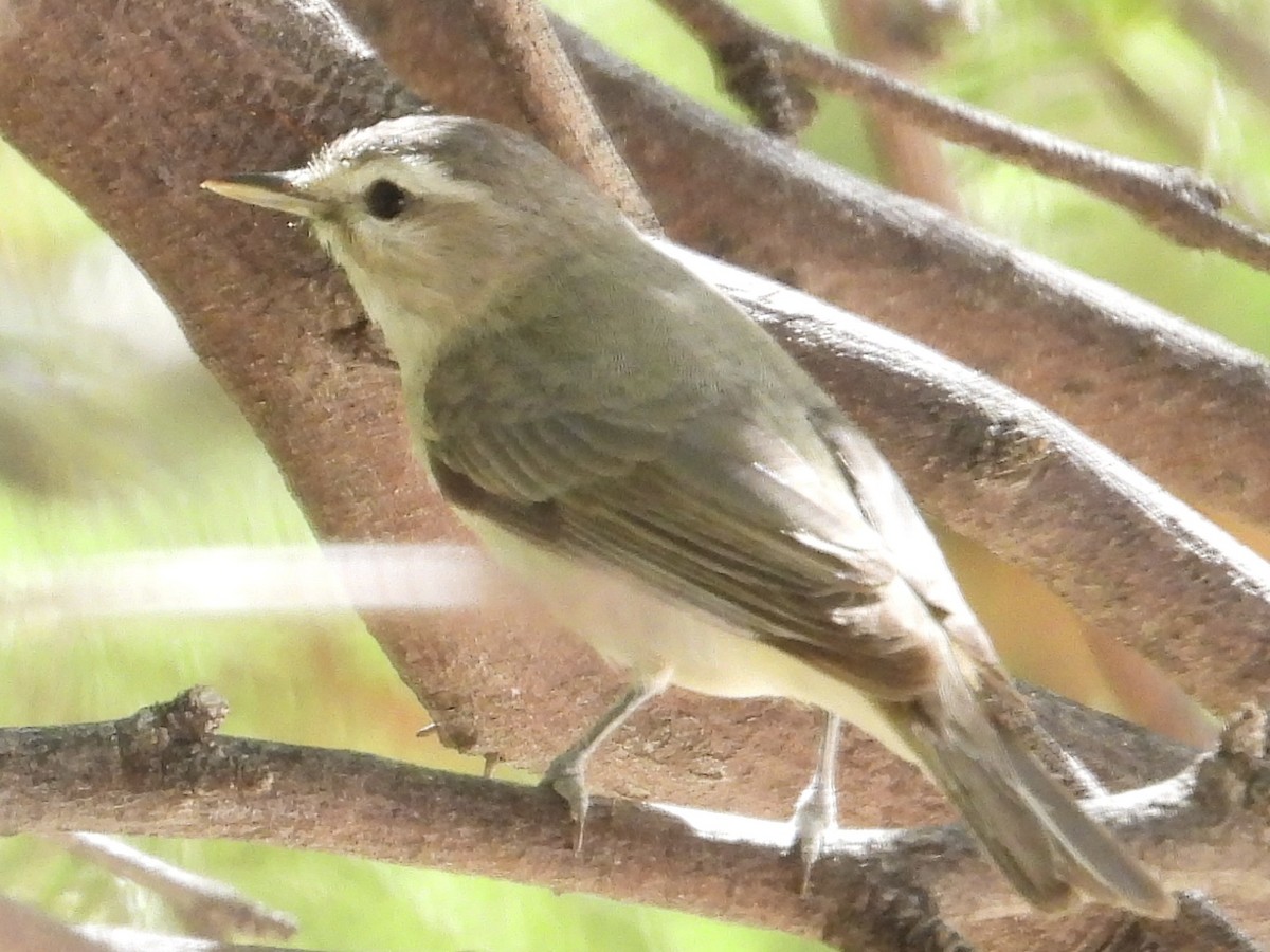 Warbling Vireo - John Amoroso