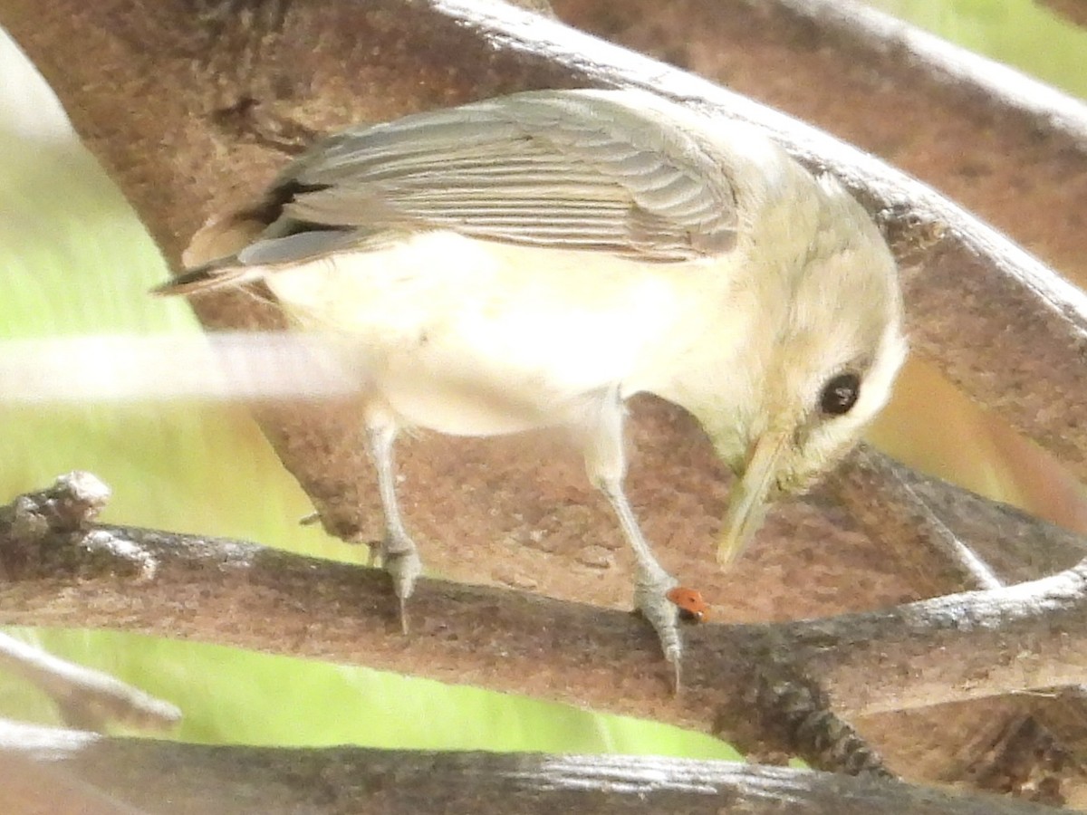 Warbling Vireo - John Amoroso