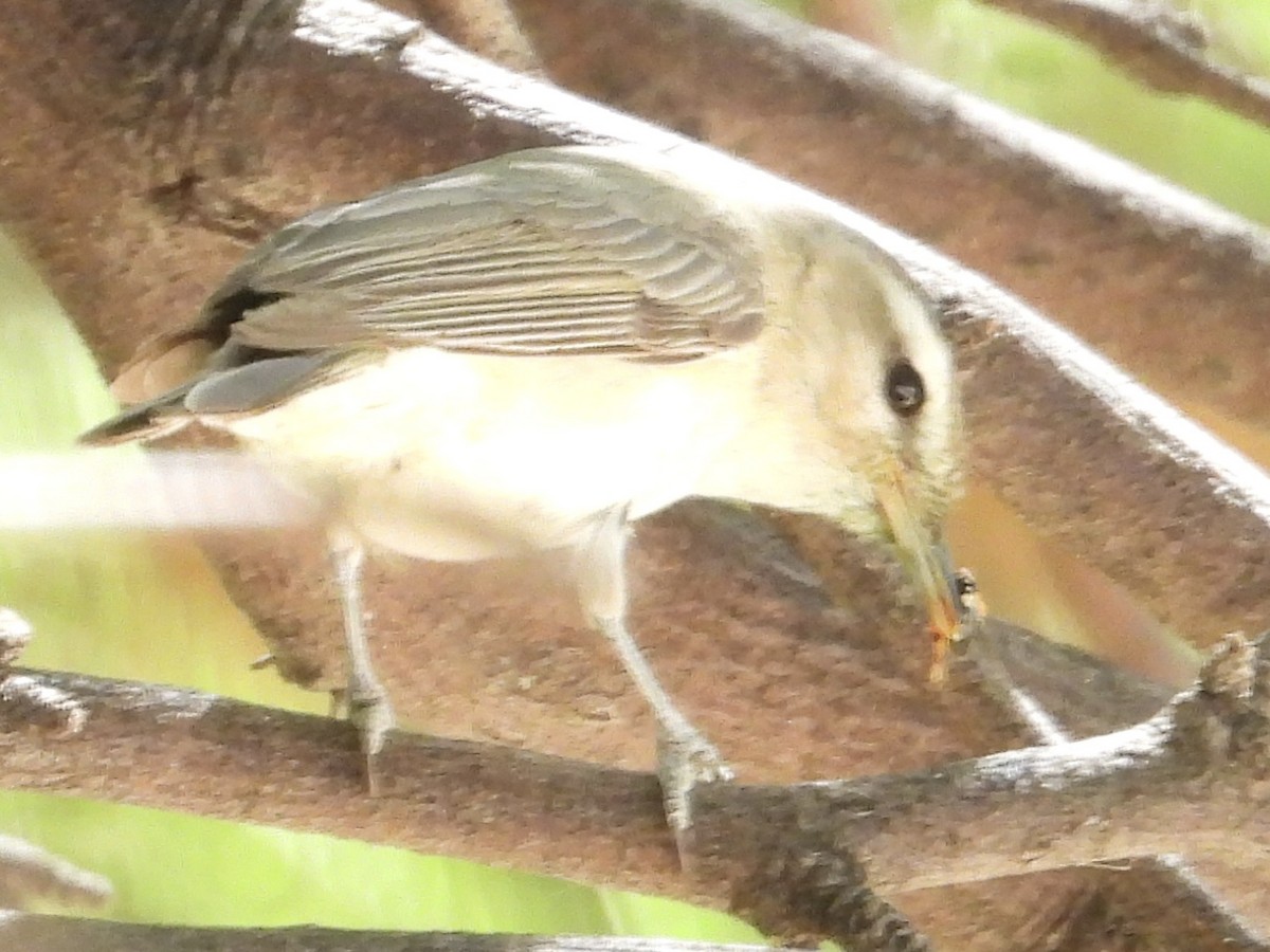 Warbling Vireo - John Amoroso