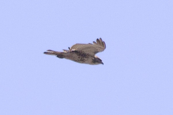 Red-tailed Hawk - ML619401931