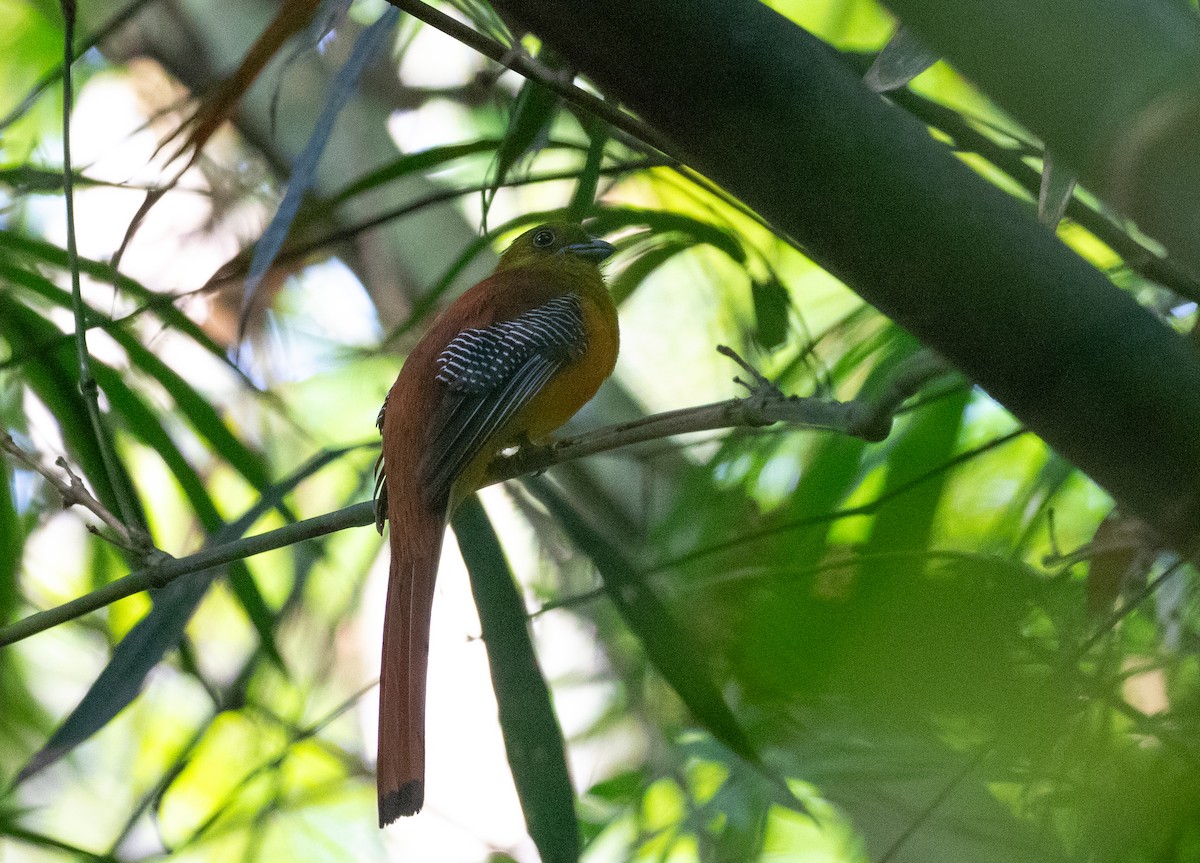 Turuncu Göğüslü Trogon [dulitensis grubu] - ML619401944