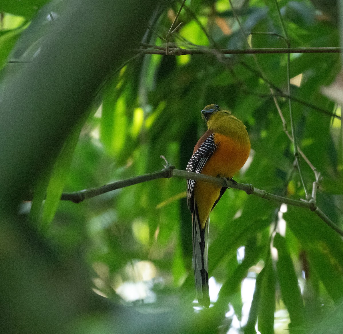 Turuncu Göğüslü Trogon [dulitensis grubu] - ML619401945