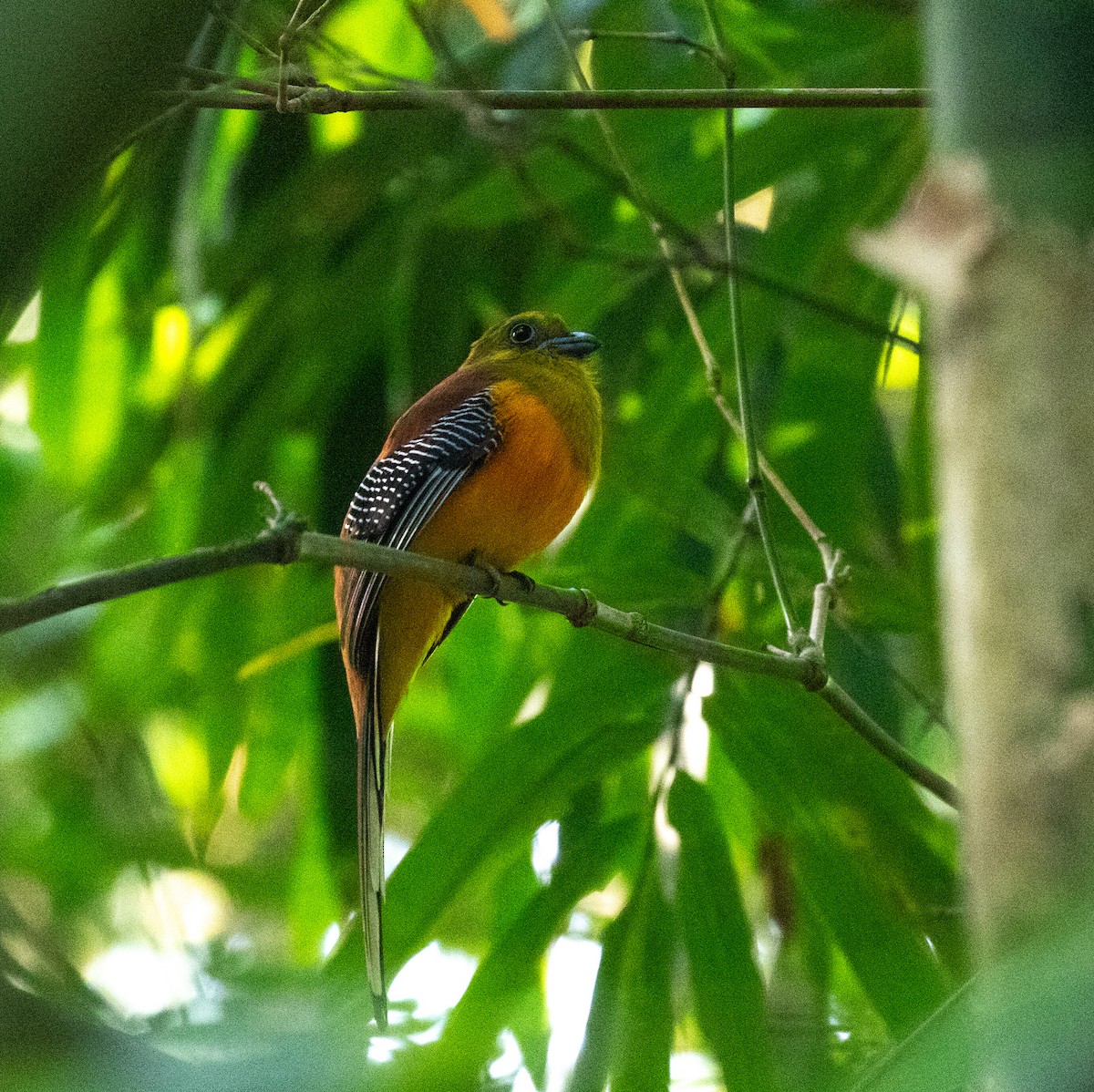 Turuncu Göğüslü Trogon [dulitensis grubu] - ML619401947