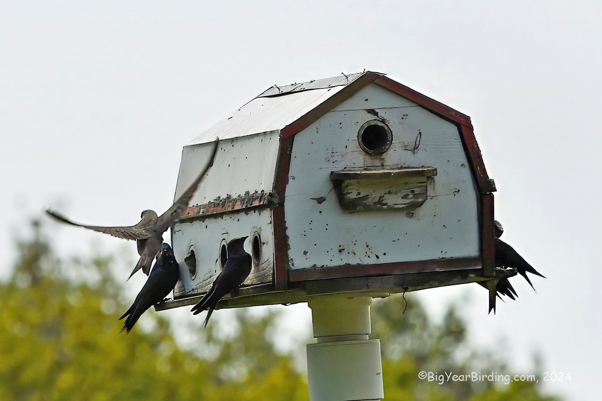 Purple Martin - ML619401948