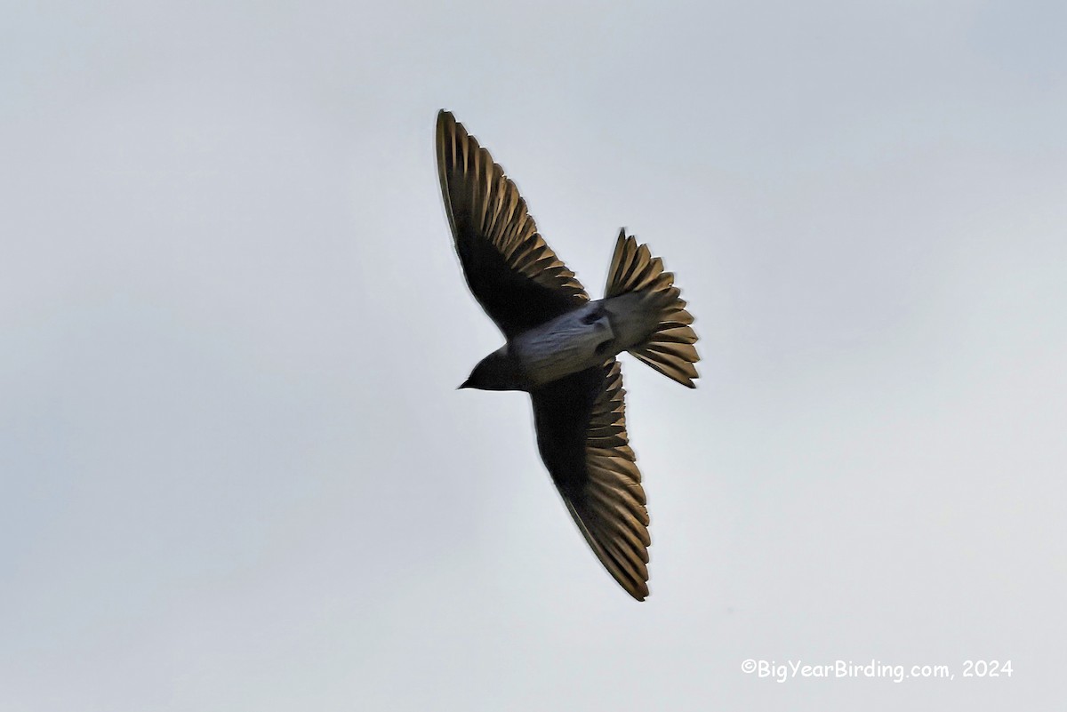 Purple Martin - ML619401949