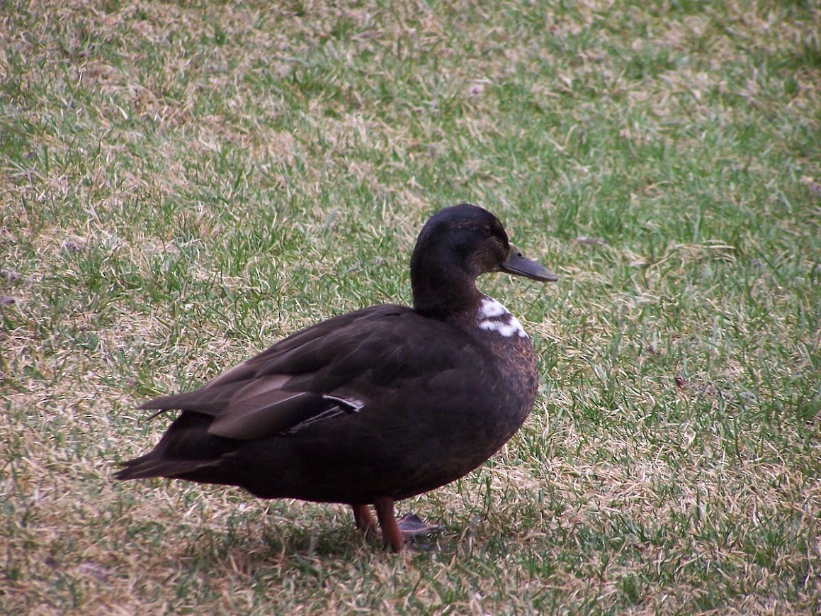 Mallard (Domestic type) - ML619401957