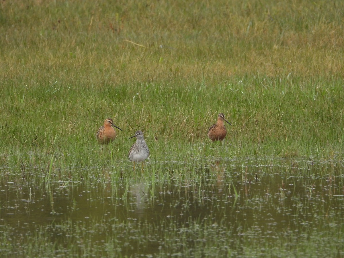 Short-billed/Long-billed Dowitcher - David Raitt