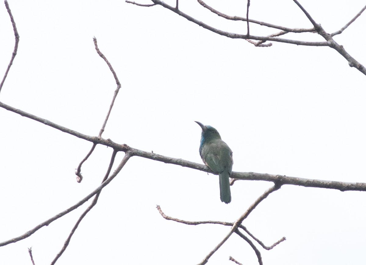 Blue-bearded Bee-eater - ML619401967