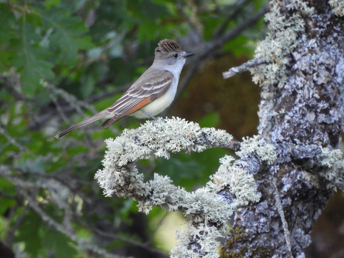 Ash-throated Flycatcher - Diane Bricmont