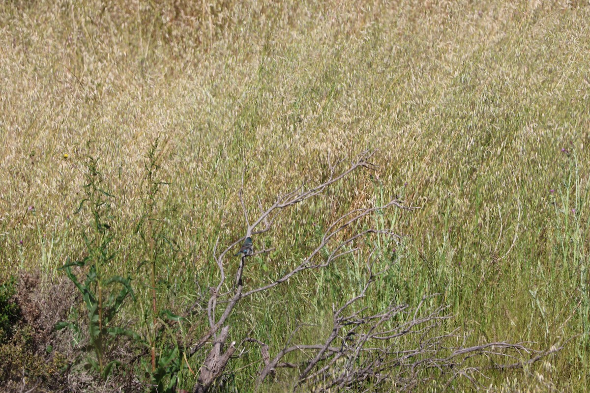 Lazuli Bunting - Stephen Van Gordon