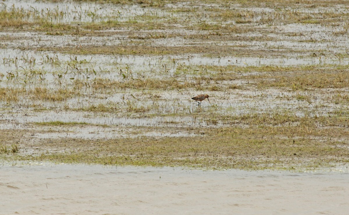 Bar-tailed Godwit - Andrew Steele