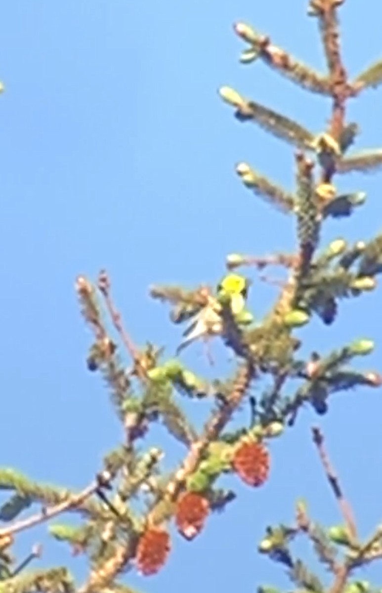 Hermit Warbler - John Kingeter