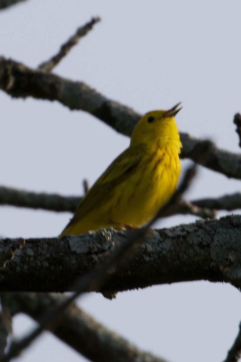 Yellow Warbler - Mathias & Sharon Mutzl