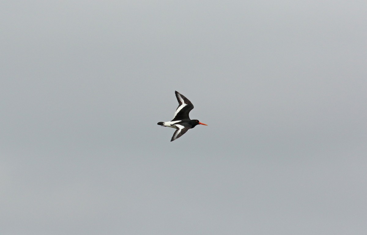 Eurasian Oystercatcher - Andrew Steele