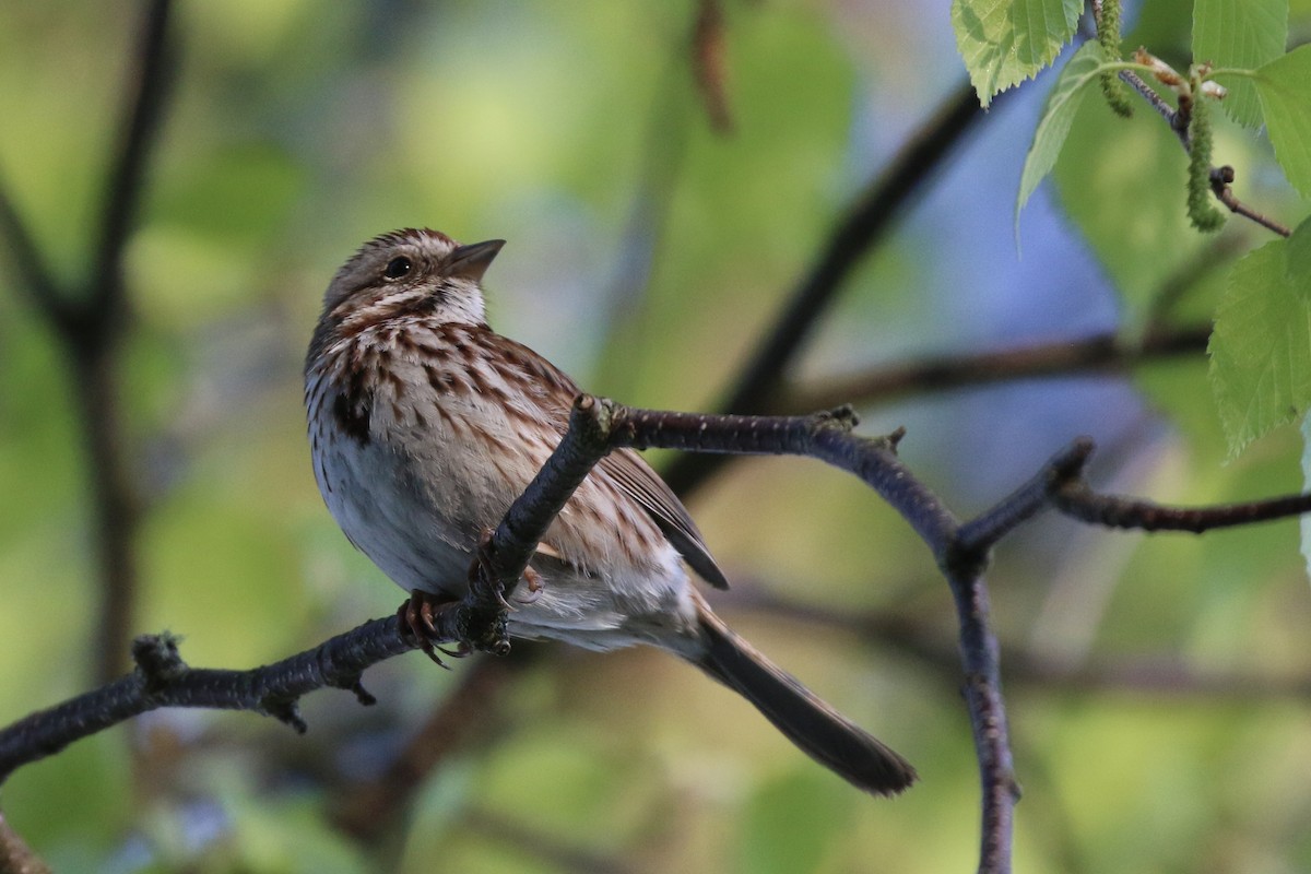 Song Sparrow - Gord Watts