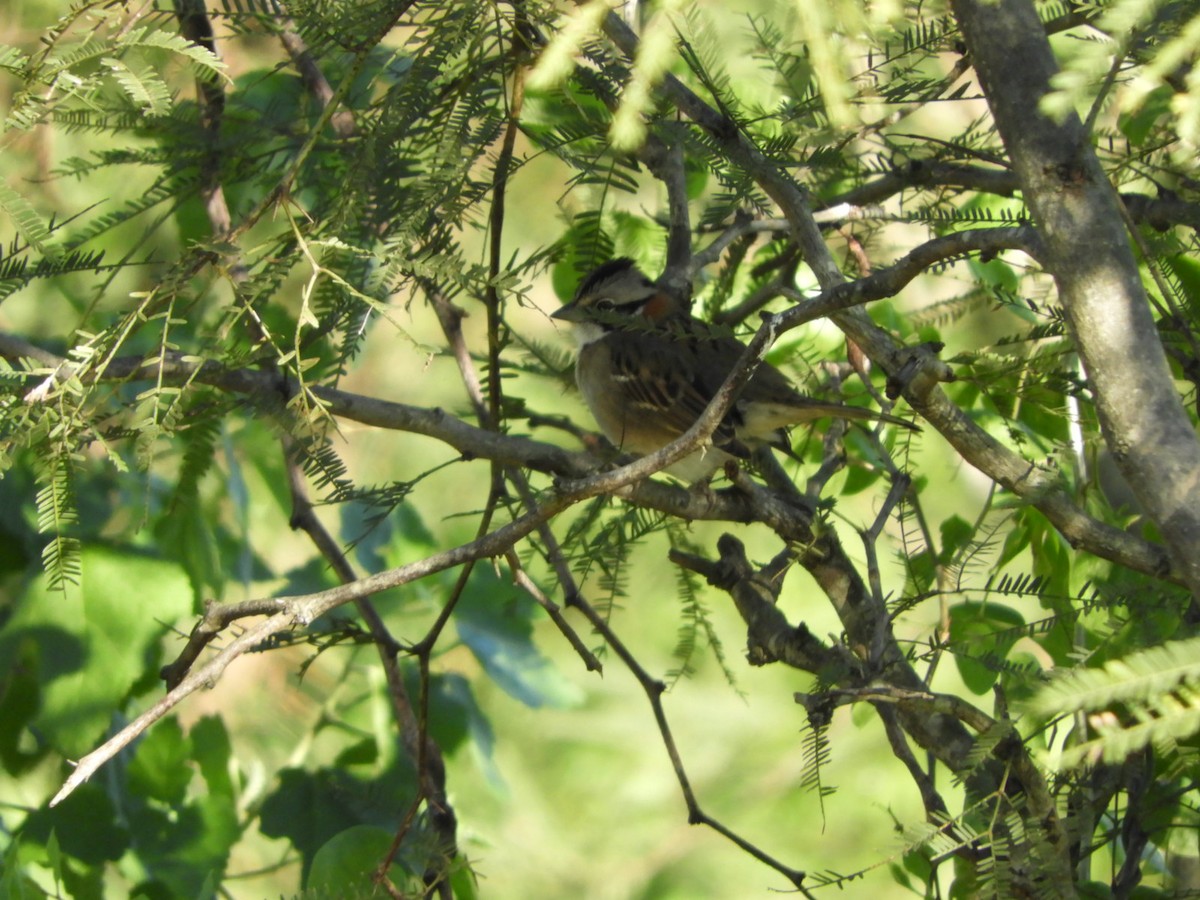 Rufous-collared Sparrow - Silvia Enggist