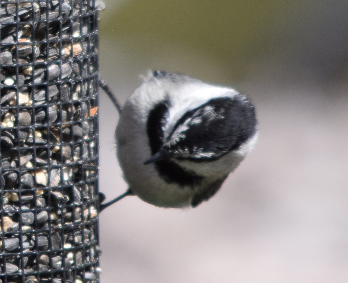 Mountain Chickadee - Gary Fischer