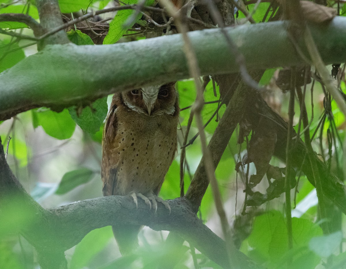 White-fronted Scops-Owl - Daniel Gornall