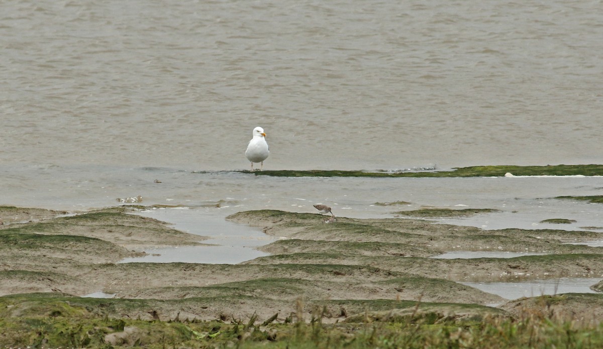 Dunlin - Andrew Steele