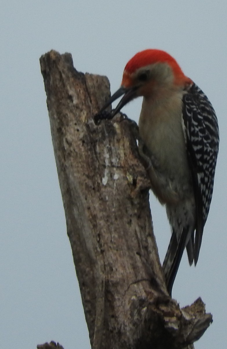 Red-bellied Woodpecker - Tom Riley