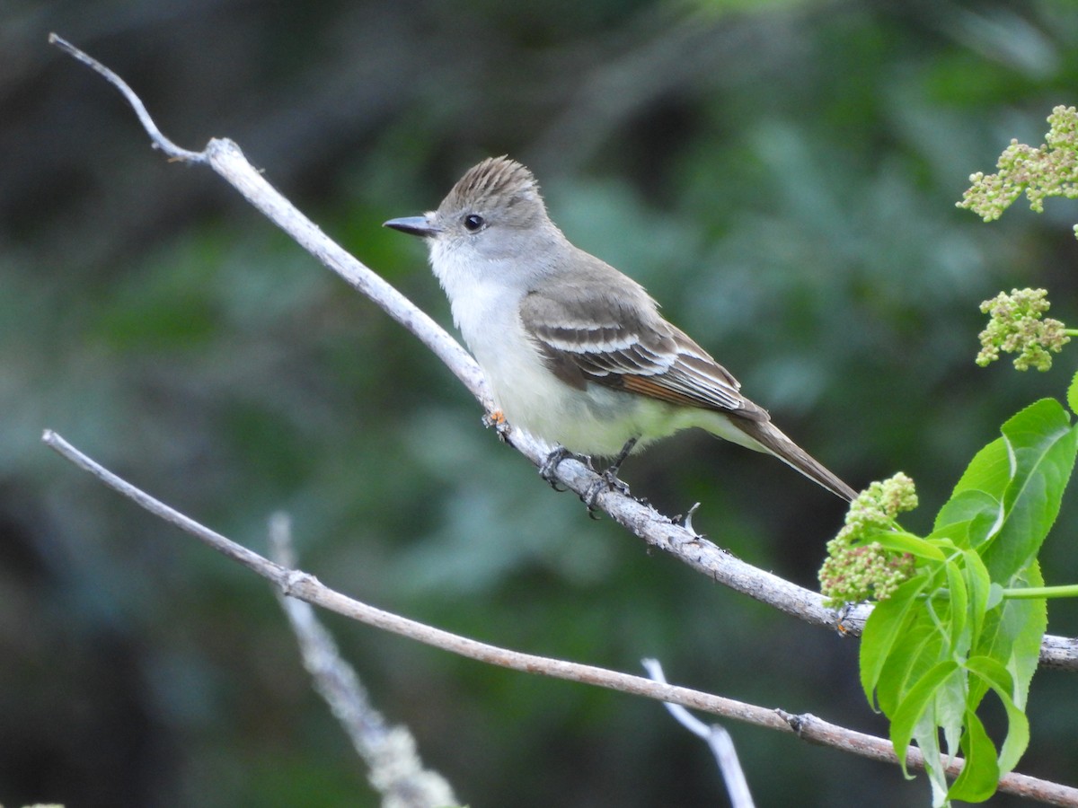 Ash-throated Flycatcher - ML619402082