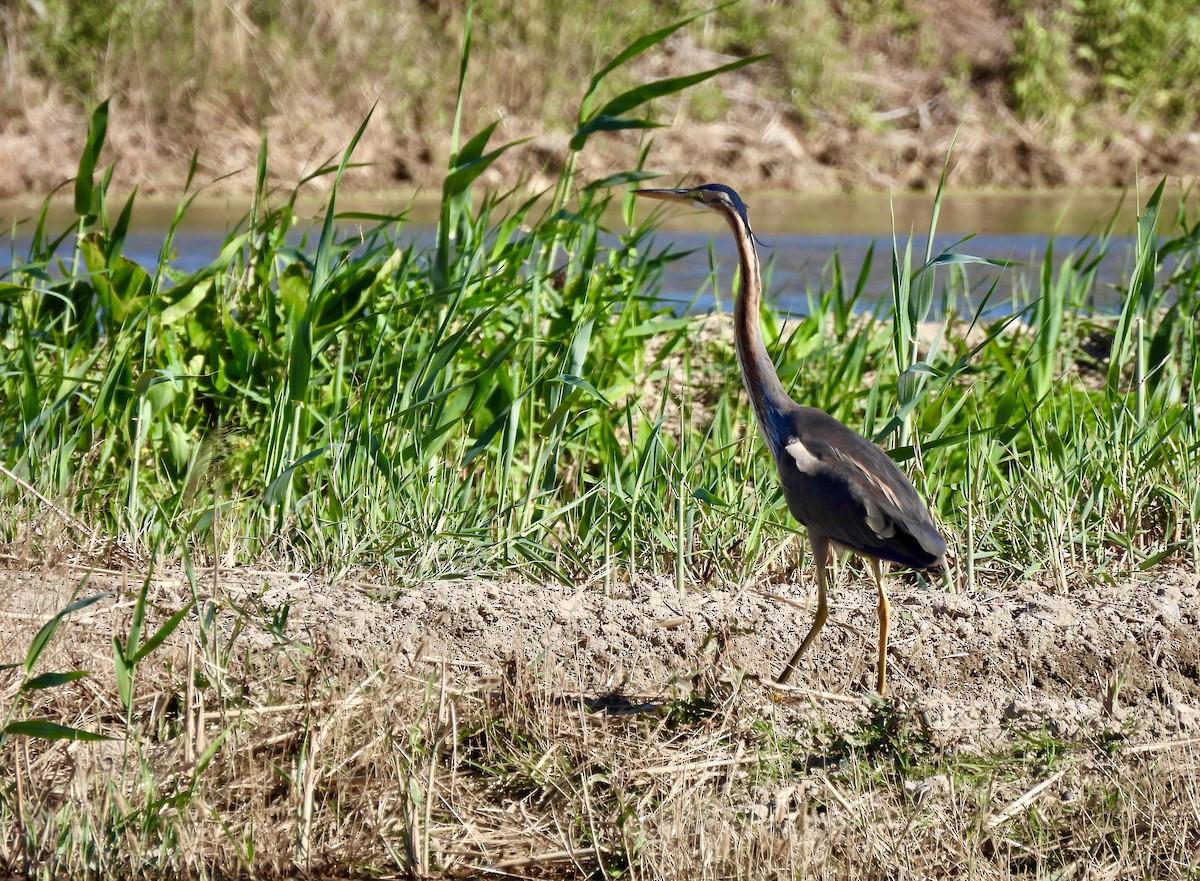 Purple Heron - ML619402088