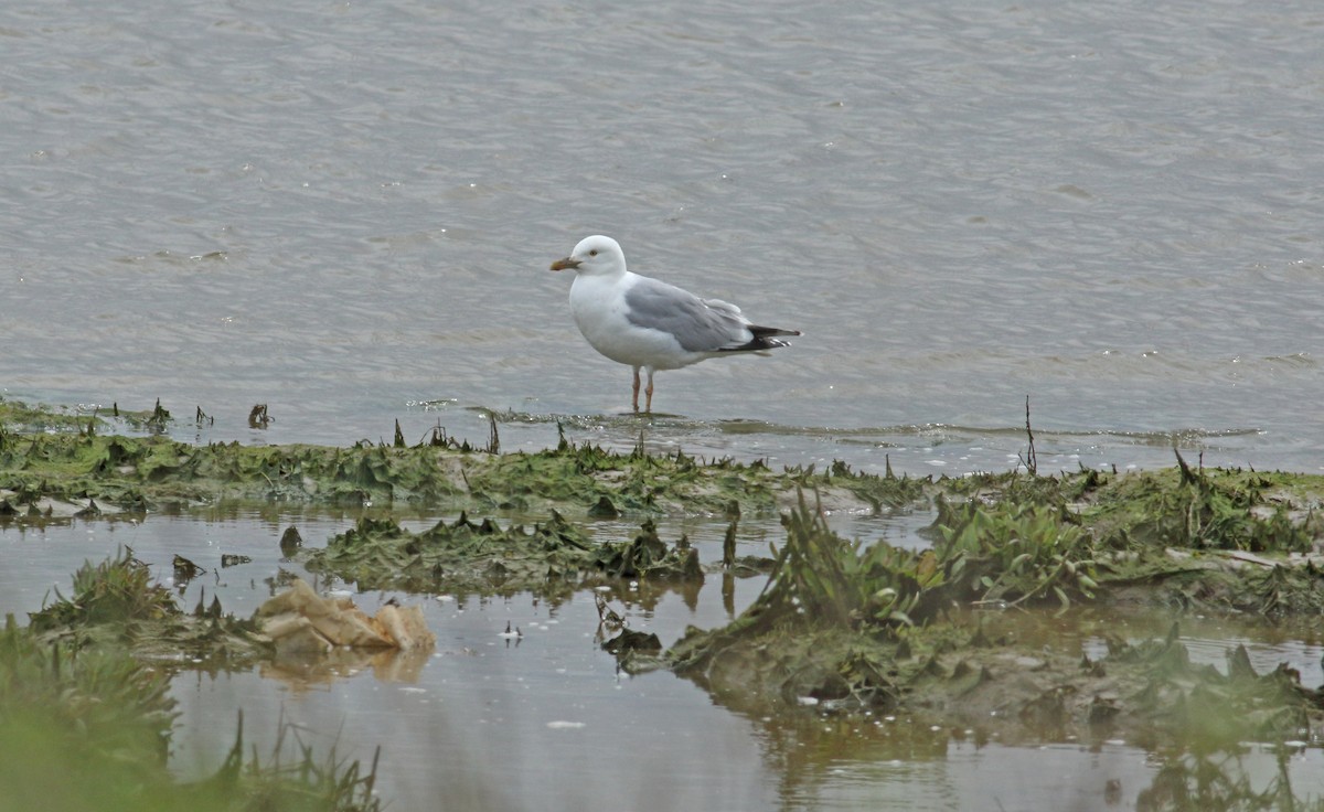 Herring Gull - Andrew Steele