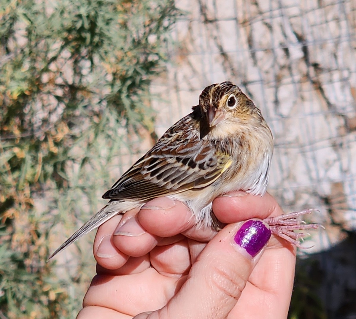 Grasshopper Sparrow - Nancy Cox