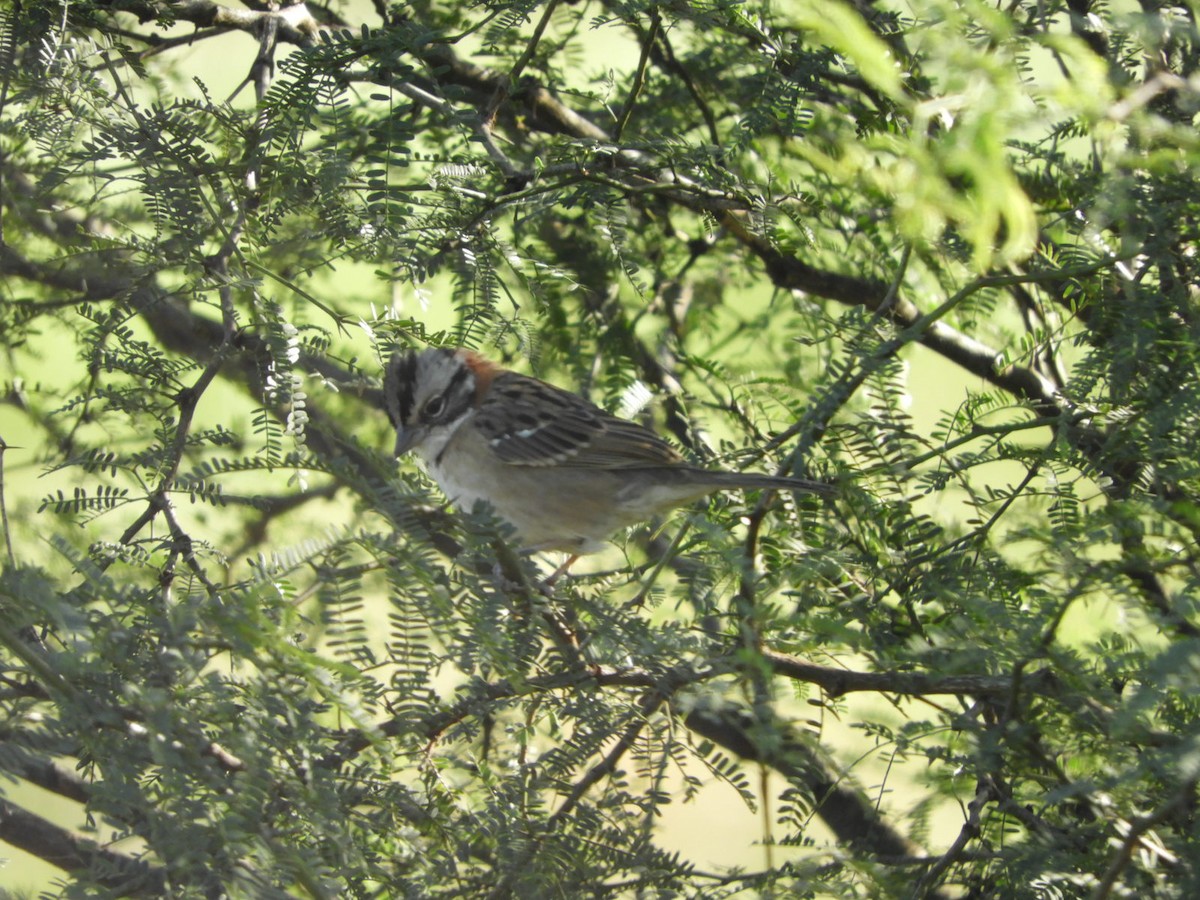 Rufous-collared Sparrow - Silvia Enggist