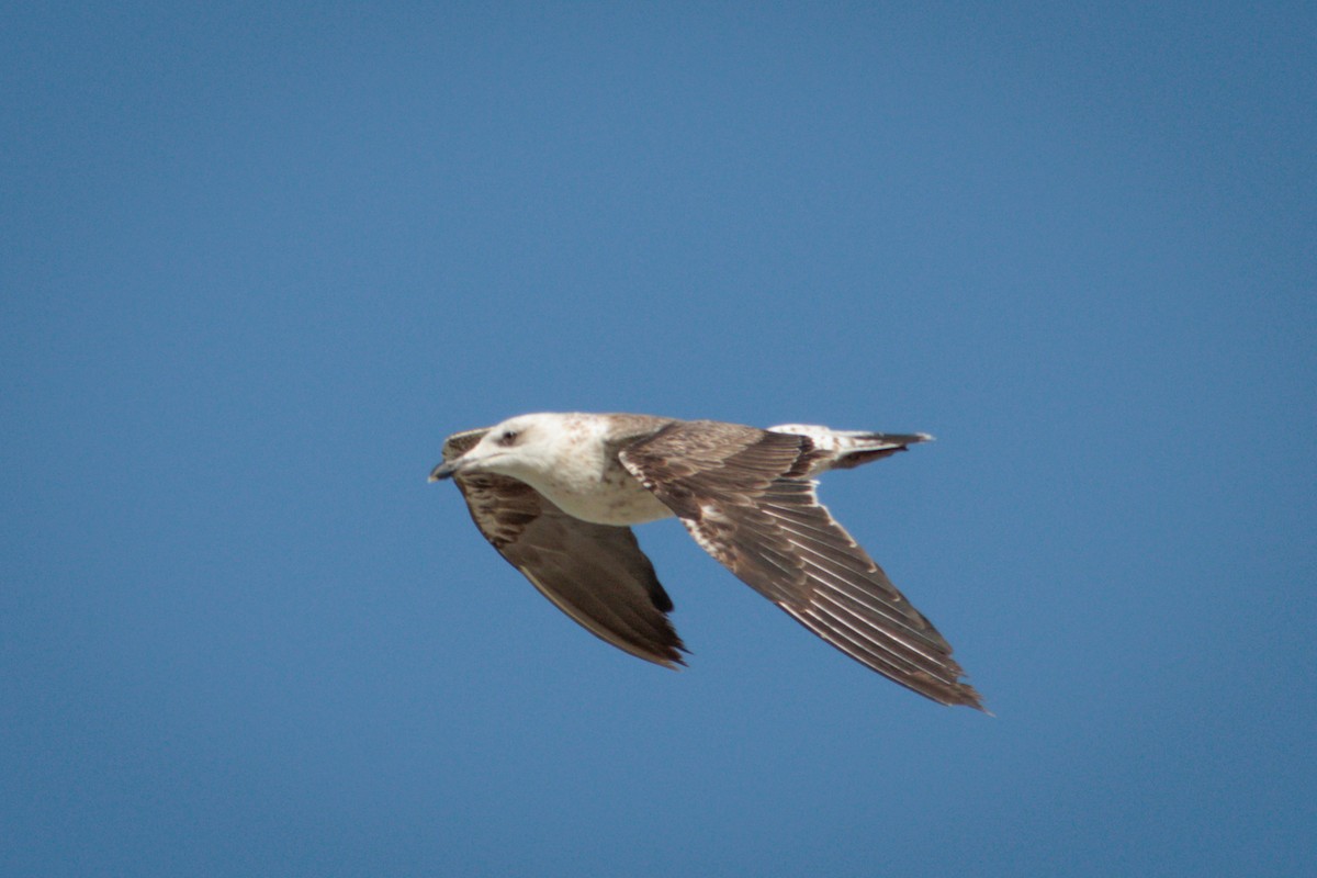 Lesser Black-backed Gull - Mikhail Pechenkin