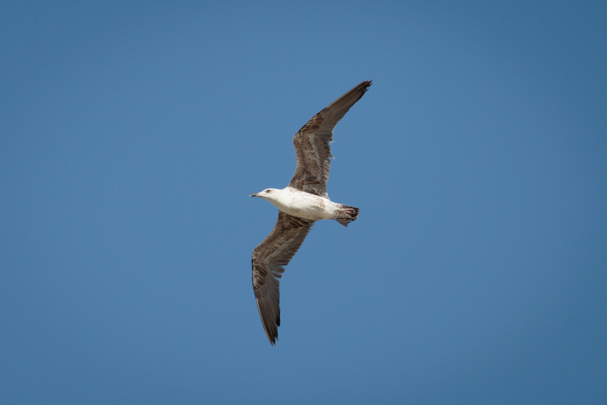 Lesser Black-backed Gull - ML619402108