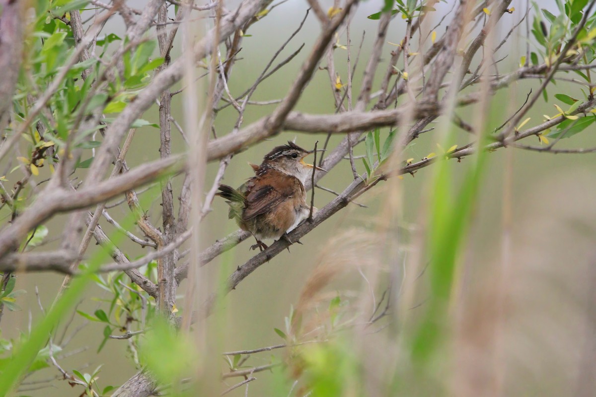 Marsh Wren - Melissa Ludwig