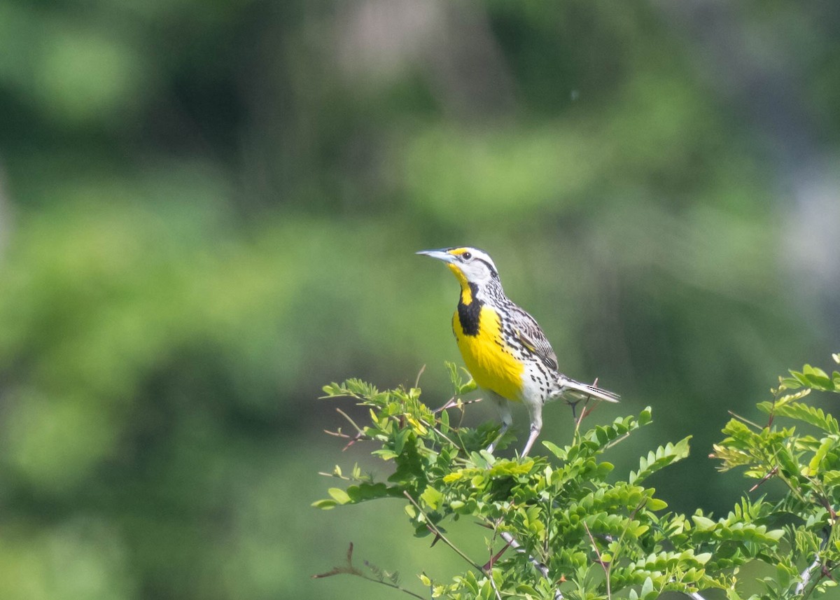 Eastern Meadowlark - Harrison Ponn