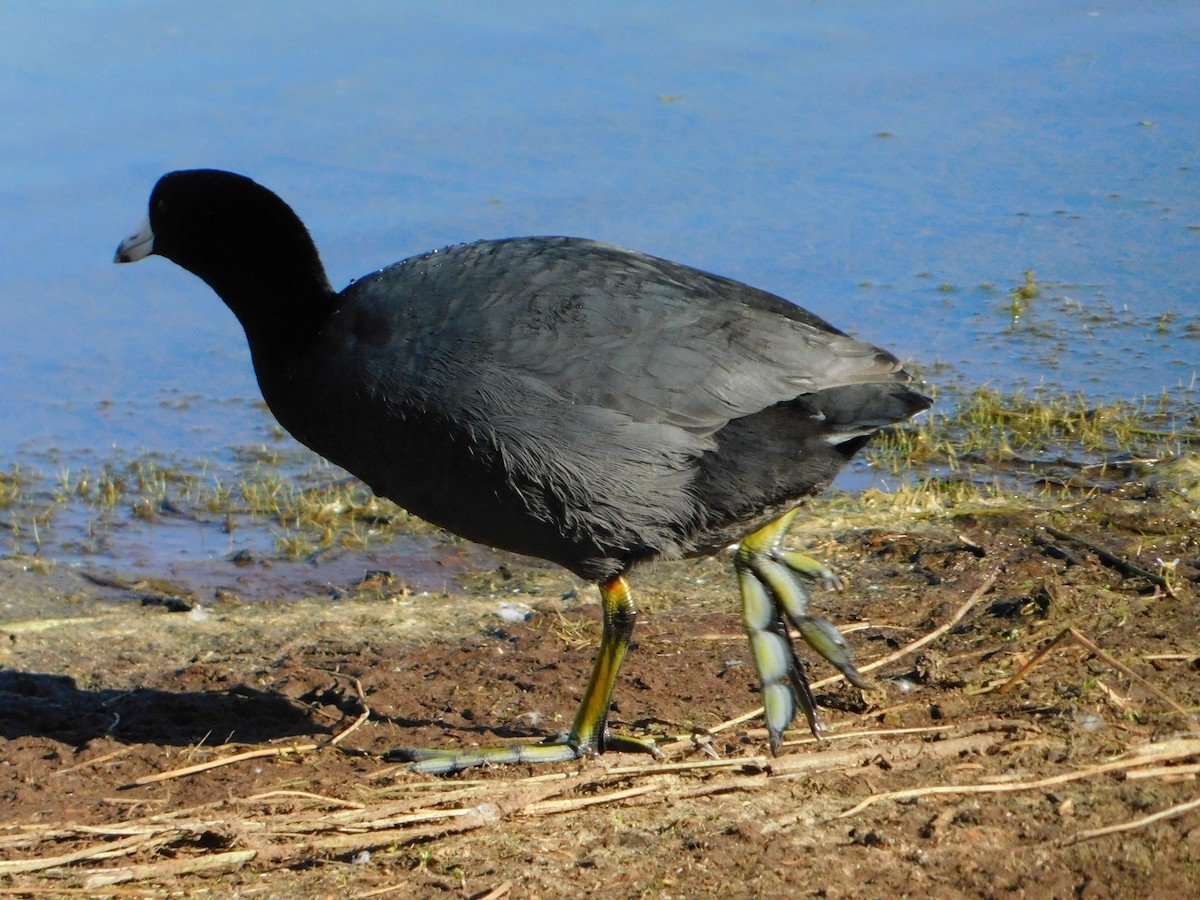 American Coot - Nathaniel Cooley