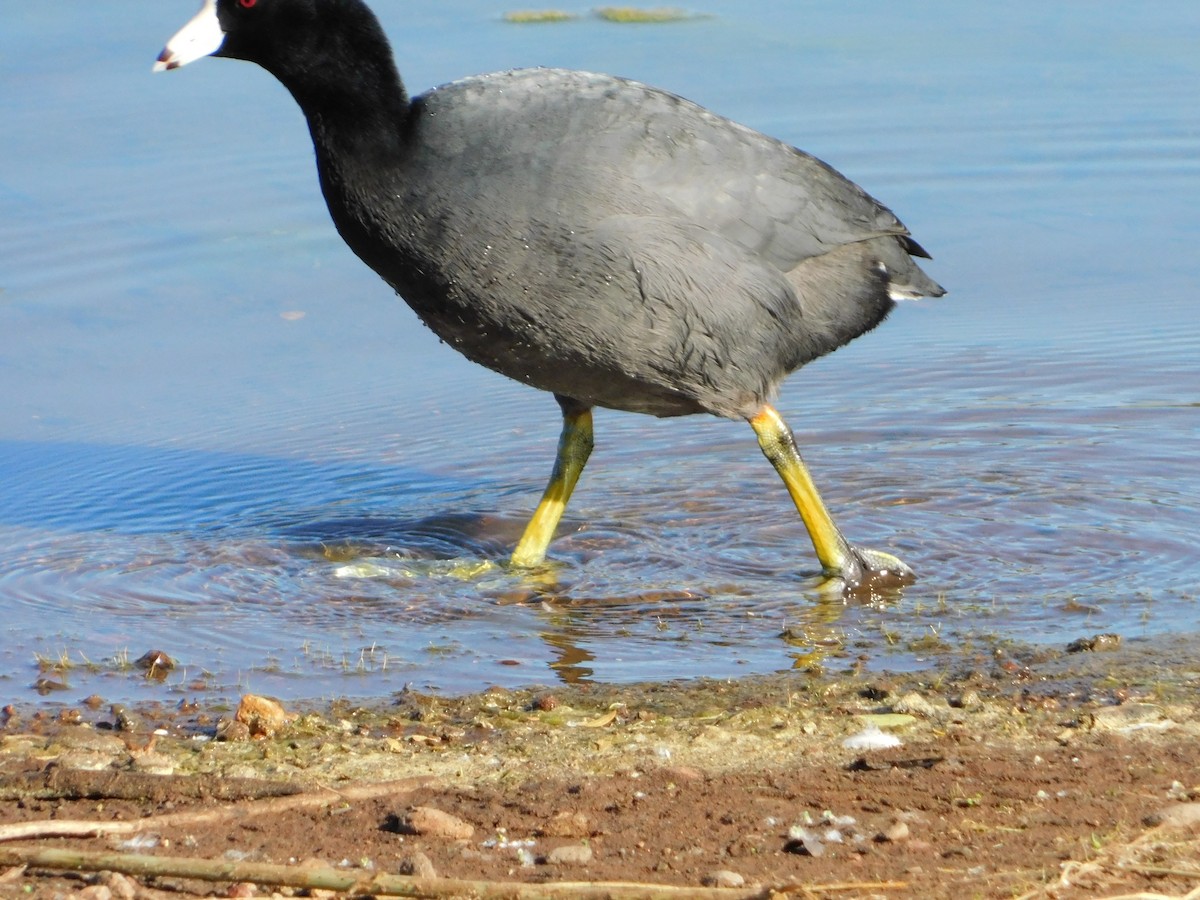 American Coot - Nathaniel Cooley